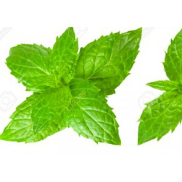 FEUILLES DE MENTHE