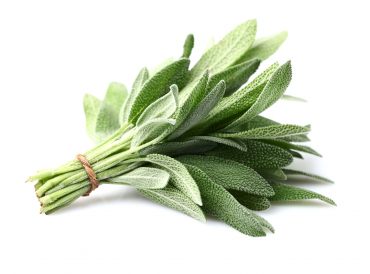 20 bienfaits de la sauge officinale