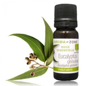 eucalyptus globuleux